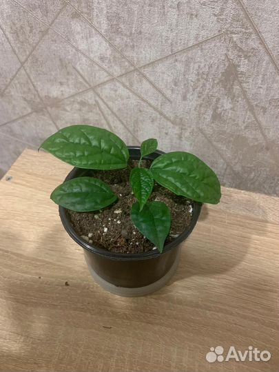 Клеродендрум томпсон