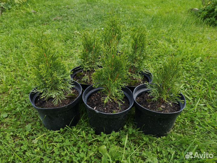 Туя западная Смарагд. Хвойные растения