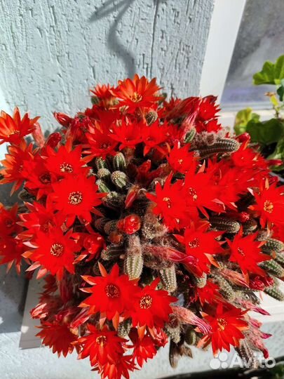 Кактусы и суккуленты