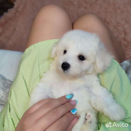 Бишон фризе mini мальчик