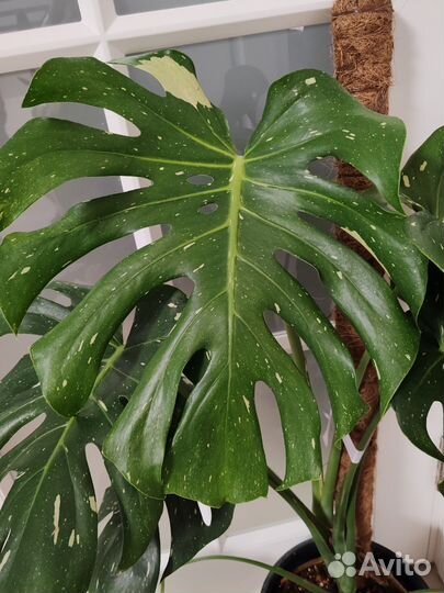 Монстера Тайское созвездие