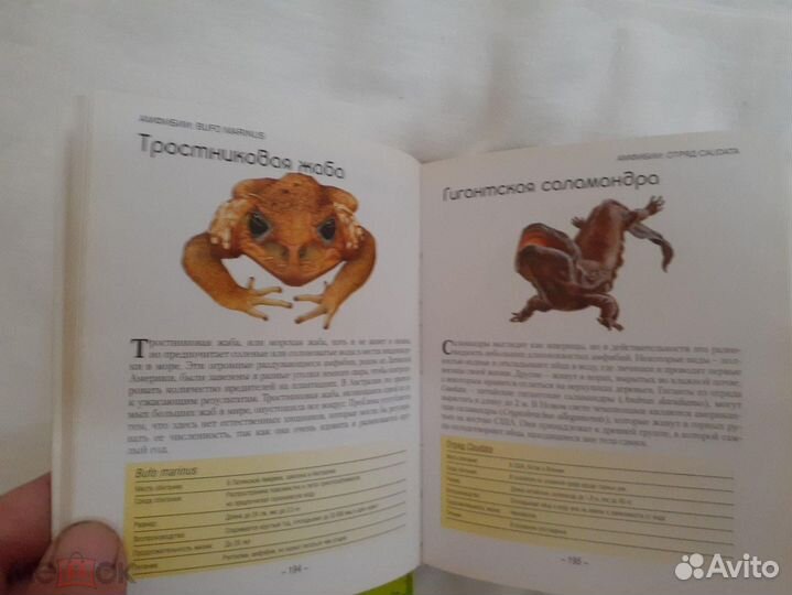 Маленькие монстры - жуки. змеи. пауки