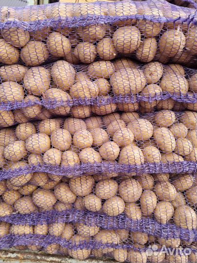 Картофель оптом