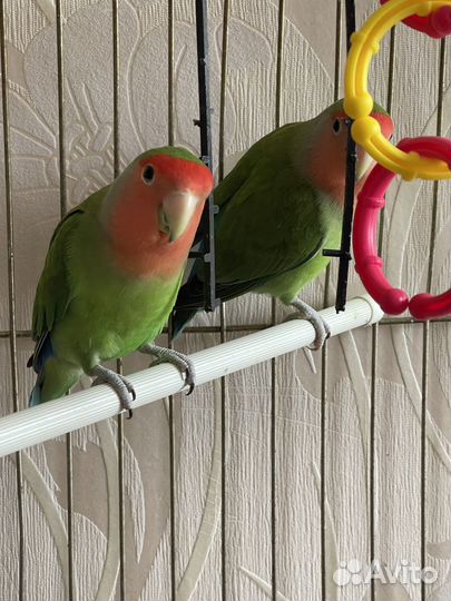 Попугай неразлучники ручные