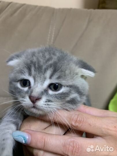 Котенок мальчик