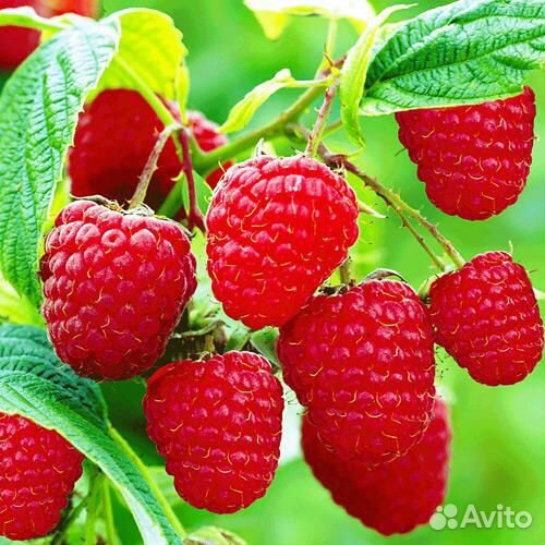 Саженцы малины Шапка мономаха