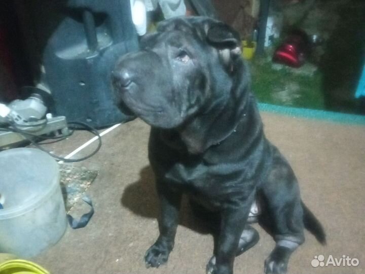 Шарпей вязка