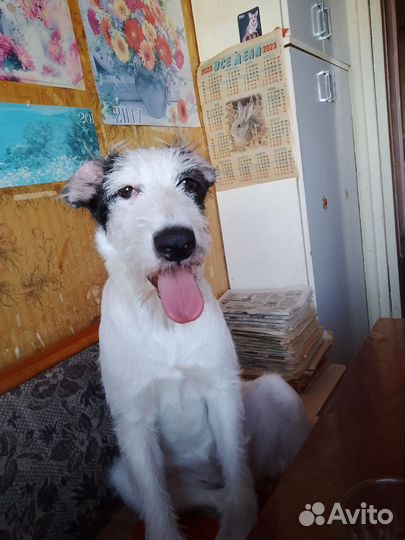 Липси ищет дом