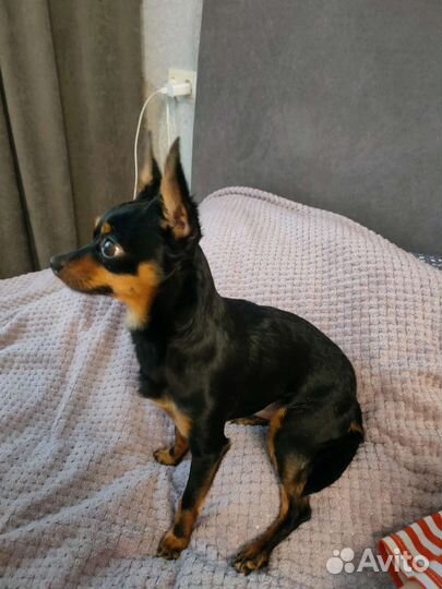 Вязка той-терьер