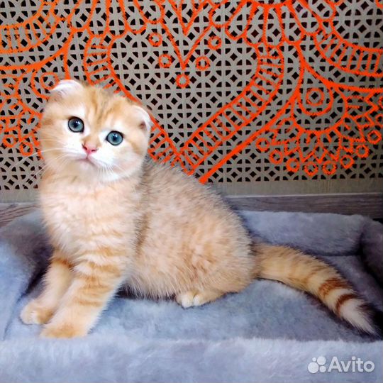 Котята золотая шиншилла с родословной