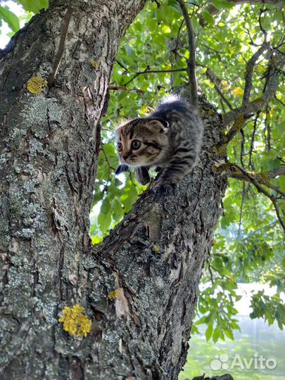 Шотландские котята