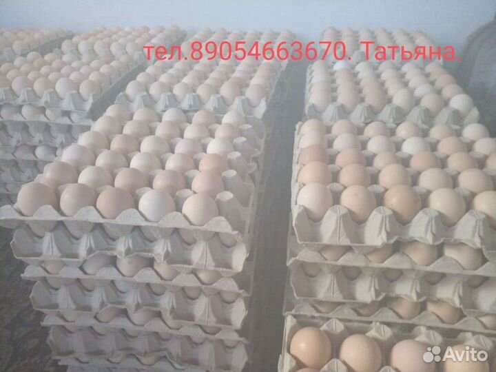 Инкубационное яйцо куриное, опт