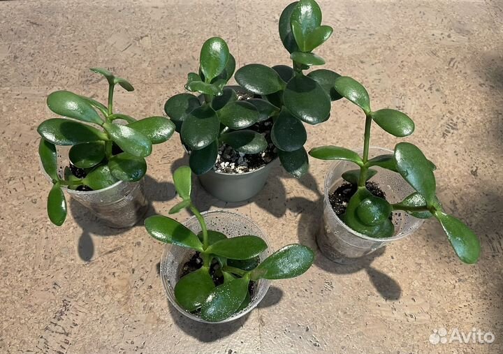 Толстянка, драцена маргината, хлорофитум