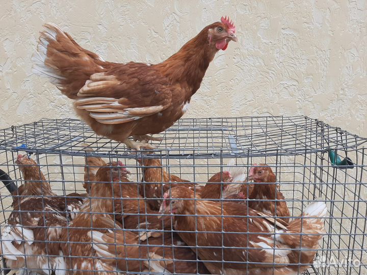 Молодка курочка несушка