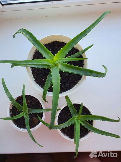 Алоэ столетник