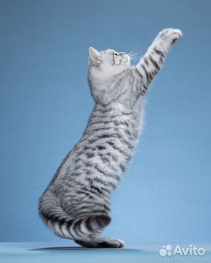 Британский котенок серебристого пятнистого окраса