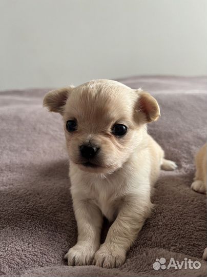 Щенки чихуахуа мини