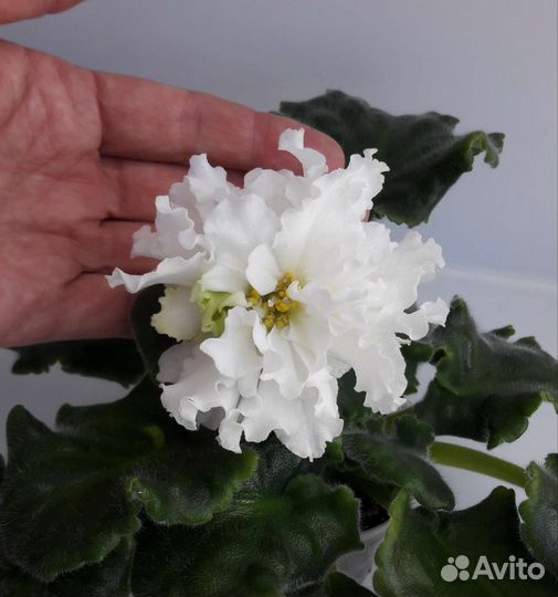 Фиалки детки