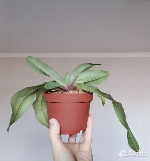 Орхидея Paphiopedilum Deepele' White