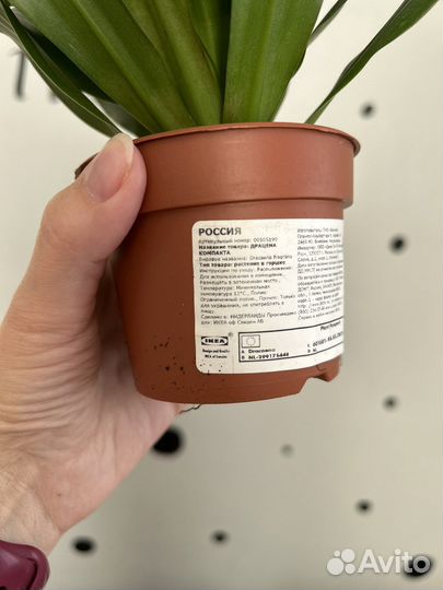 Драцена компакта