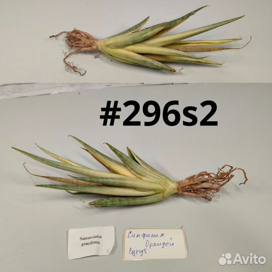 Сансевиерия francisii and gracilima