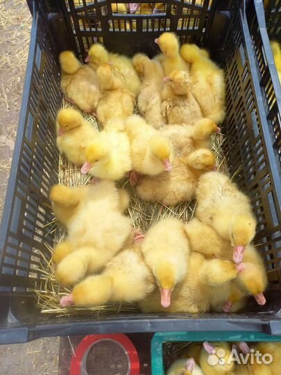 Утята, муларды, гусята