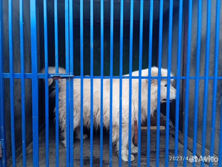 Передержка собак