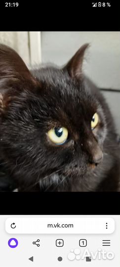 Котята 4 месяца