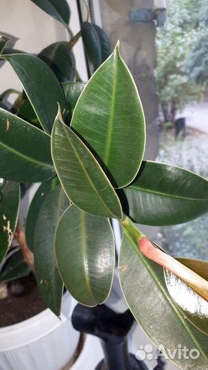 Фикус каучуконосный Робуста
