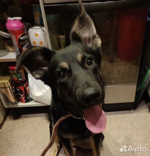 Метис овчарки Марта в добрые руки