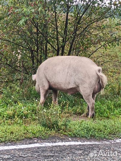Хряк на племя