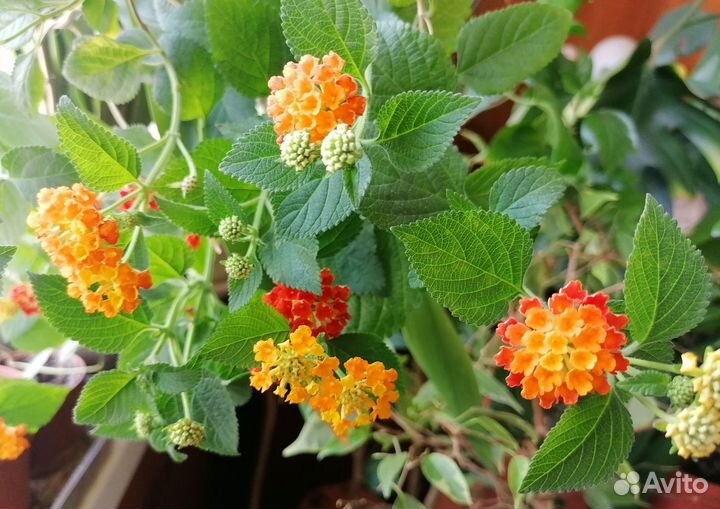 Лантана душистая