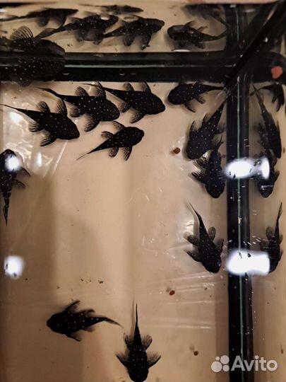 Бриллиантовый анциструс номерной сом L184