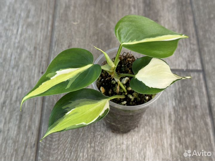 Редкие филодендроны