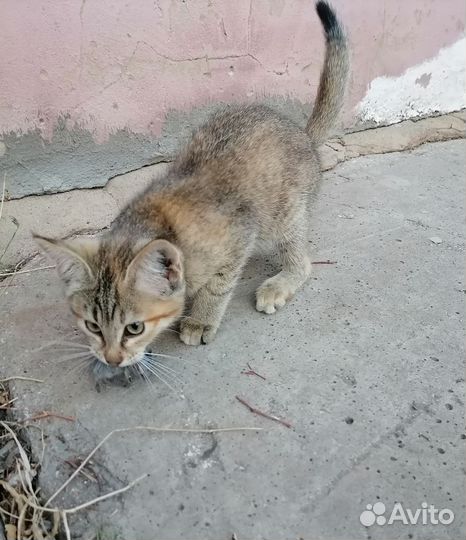 Котенок (маленькая охотница)