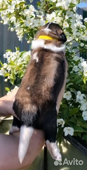 Щенки московской сторожевой