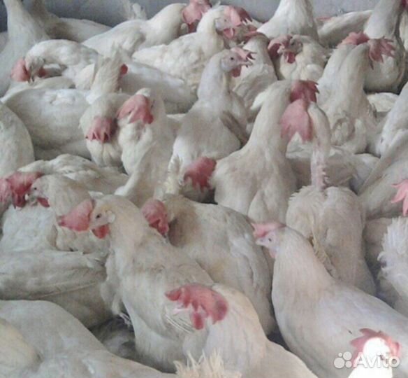 Курицу, молодку,несушку,бройлер, утку