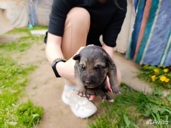 На бронь щенята бельгийской овчарки