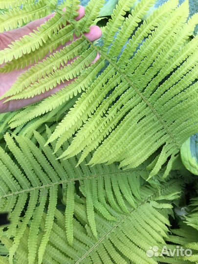 Папоротники и хосты