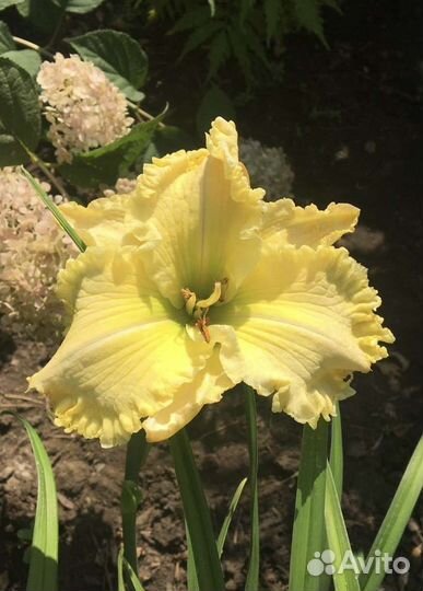 Лилейники коллекционные