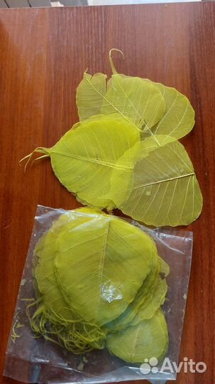 Скелетированные листья