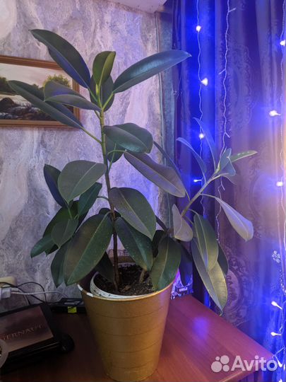 Комнатные растения цветы