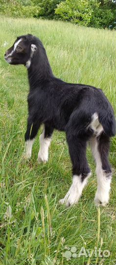 Козлик Ламанча на племя