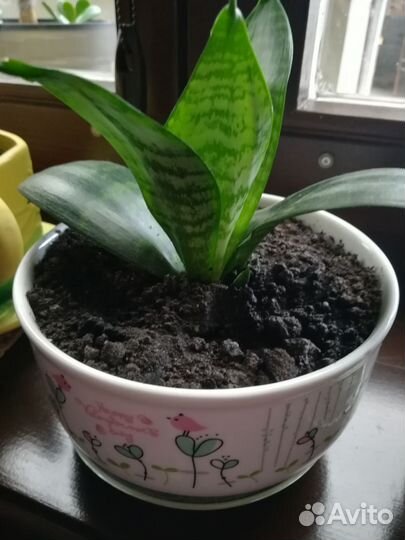 Сансевиерия ханни голд