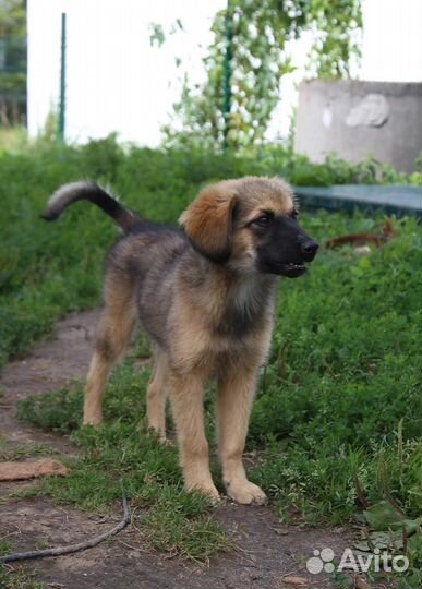 Собаки и кошли в добрые руки