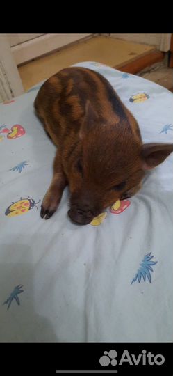 Поросенок кармал