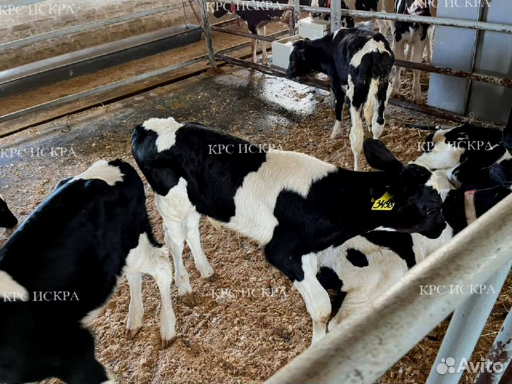 Бычки от 1мес
