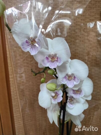 Орхидеи (биглипы), Мини