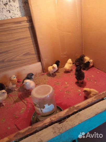 Цыплята суточные