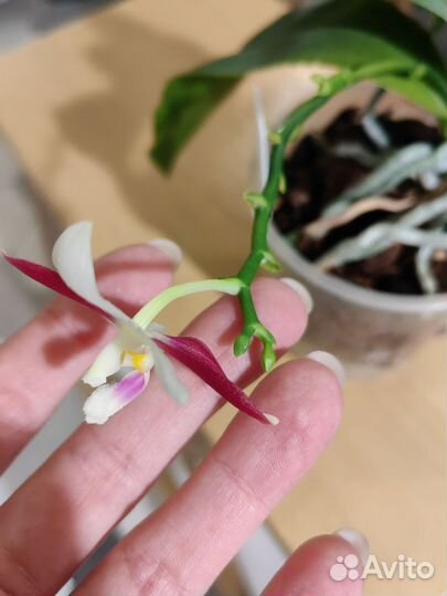 Орхидея фаленопсис Тетраспис С1